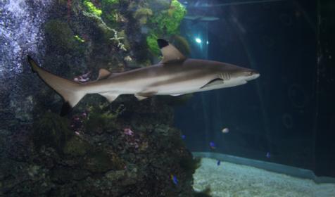 Черноперая рифовая акула. Развлекательно-познавательный центр Океанариум, г. Геленджик