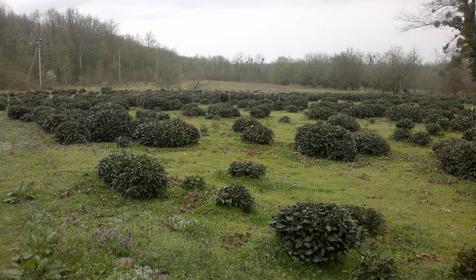 Чайные плантации в Адыгее