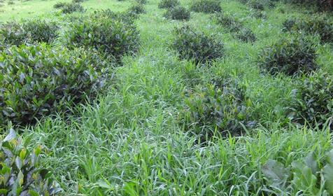 Чайные плантации в Адыгее