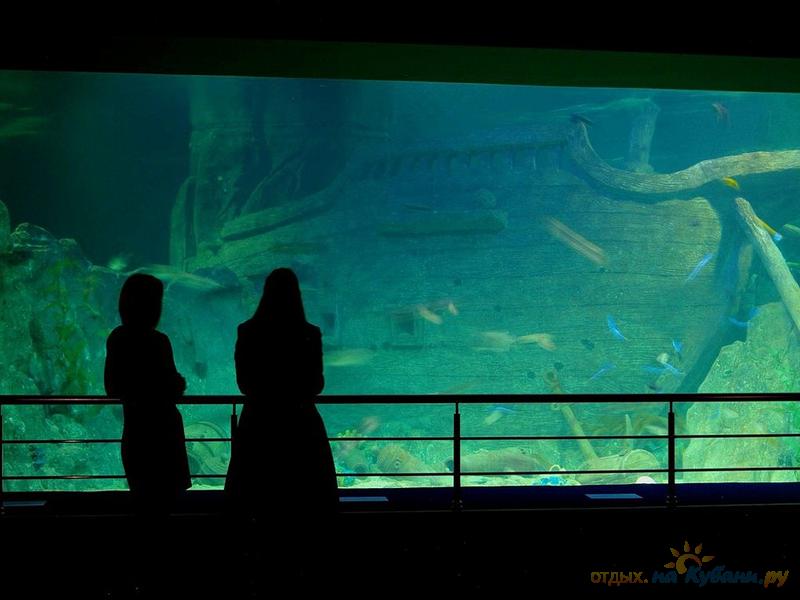 3 discovery world. Океанариум Sochi Discovery World Aquarium. Адлер Ленина 219 океанариум. Адлер океанариум медуза. Океанариум Новороссийск.