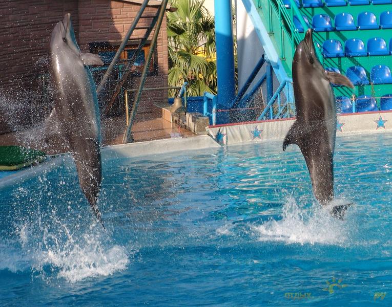 Дельфинарий сочи цена 2024 расписание