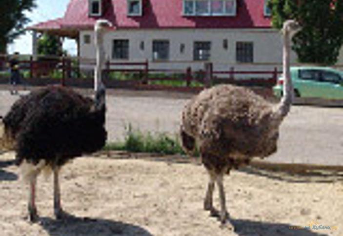 Абинский экзопарк