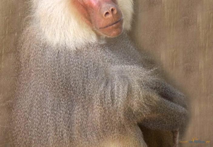 Институт медицинской приматологии РАМН