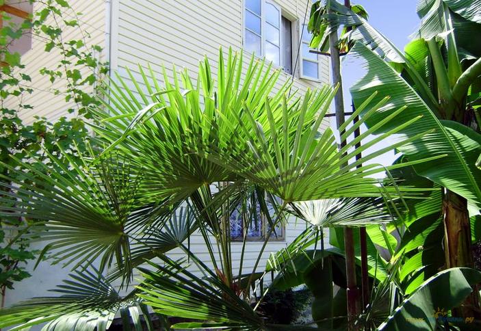 Гостевой дом Алла, г. Сочи, Лазаревский район, п. Лоо