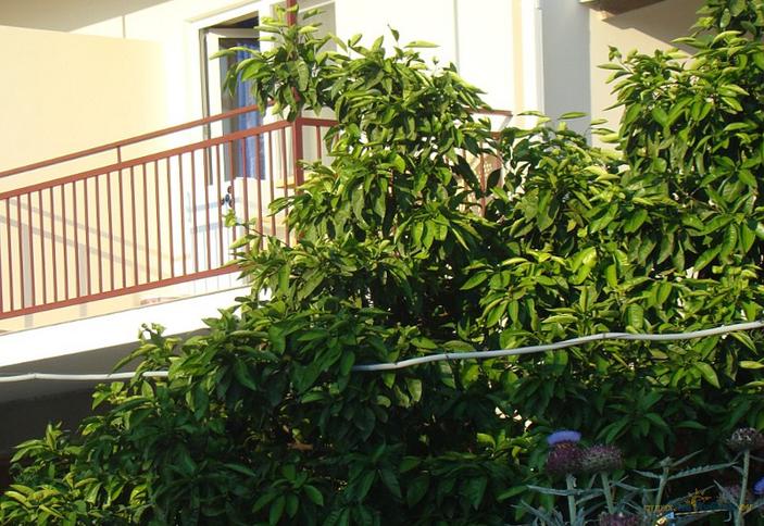 Гостевой дом Бригантина, г. Сочи, Лазаревский район, п. Головинка