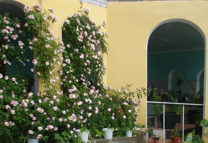 Гостевой дом Эдем, г. Геленджик, с. Архипо-Осиповка