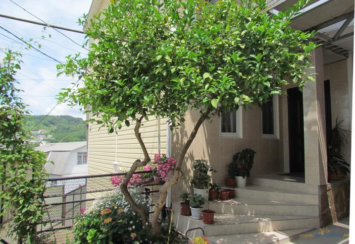 Гостевой дом Алина, г. Сочи, п. Лоо