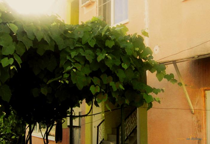 Гостевой дом Виолетта, г. Адлер