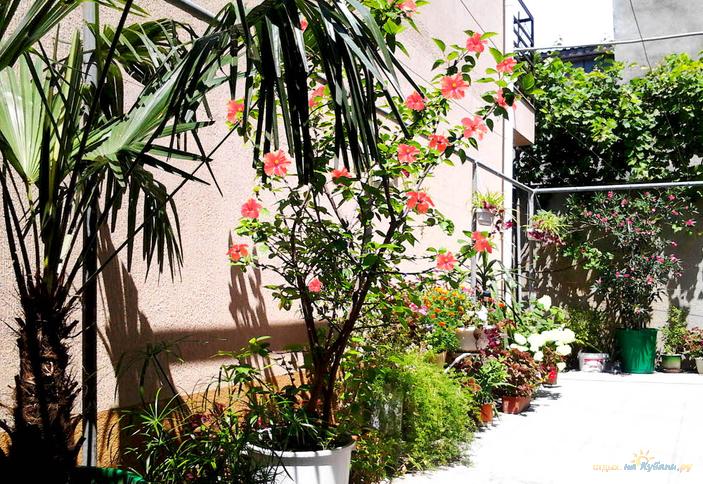 Частный дом на ул. Новороссийская, г. Анапа