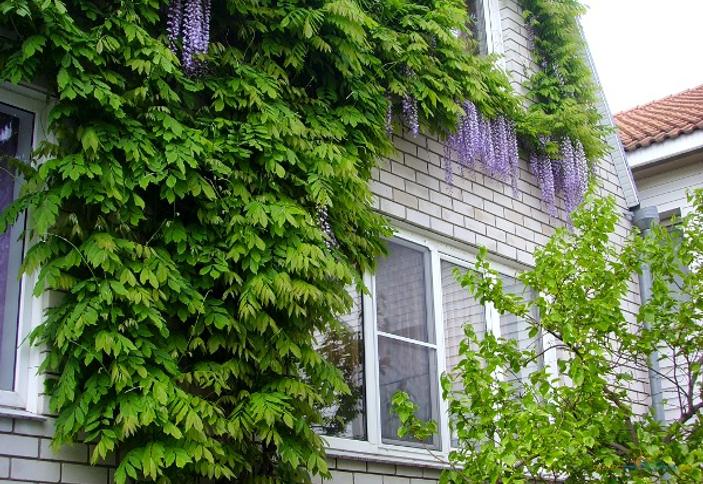 Гостевой дом Анастасия, г. Геленджик