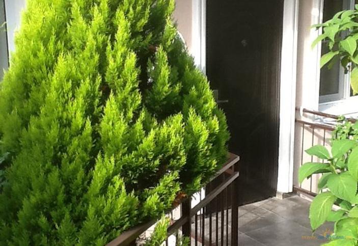 Люкс трехместный с отдельным входом