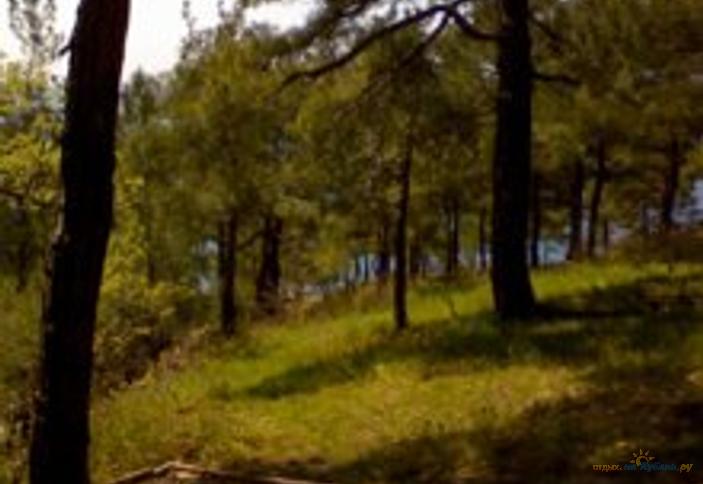 Кемпинг Приют Сосновый, г. Геленджик, Сосновая роща