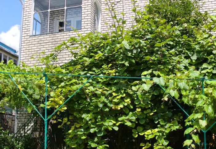 Гостевой дом 