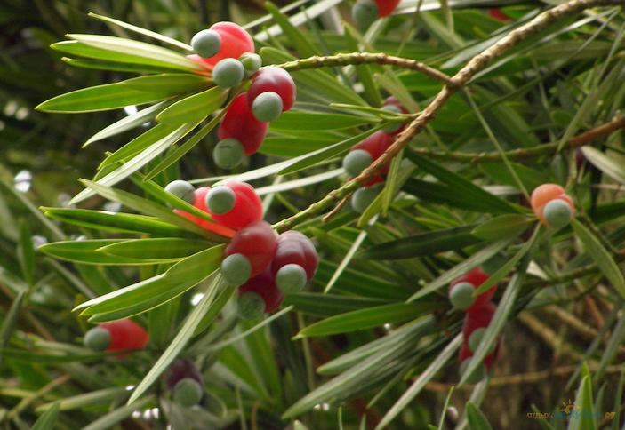 Южные культуры