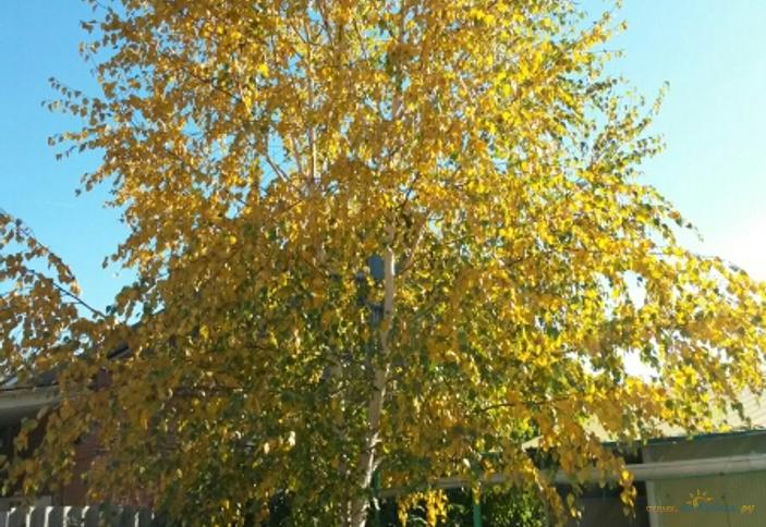 На Калинина