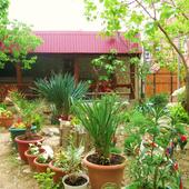 фото Гостевой дом METAKSA (МЕТАКСА), Геленджик 