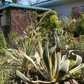 фото Гостевой дом Фортуна, Вардане (Сочи)