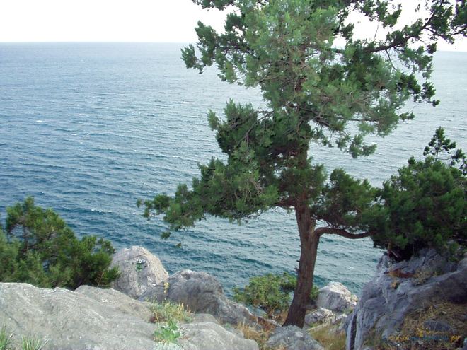 Отдых в Бетты (Геленджик) 2026