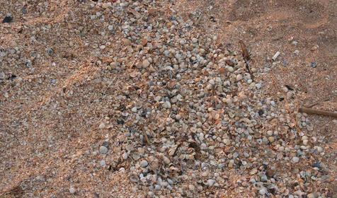 Ракушечник