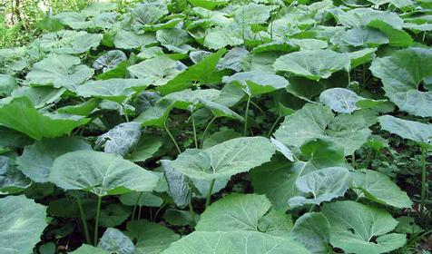 Плато Лагонаки. Борщевик