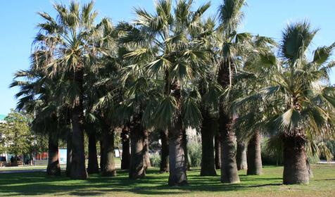 Пальмы в Сочи.