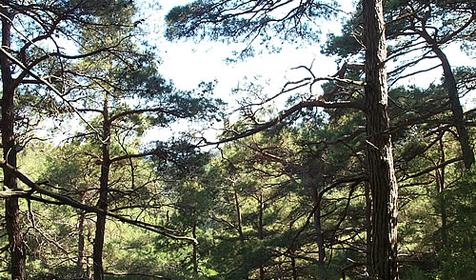 Дивноморск. Сосны