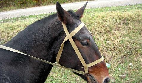 Конные прогулки на лошадях.