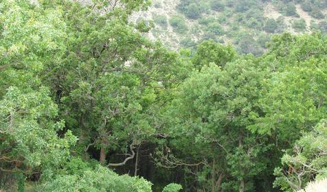 Лесные заросли. Большой Утриш