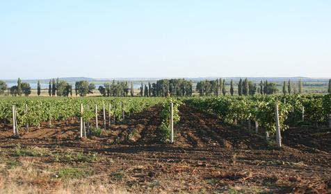 Голубицкая. Виноградники