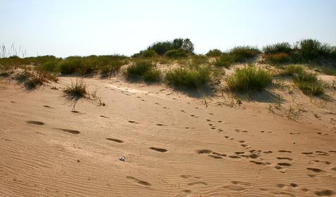 Благовещенская коса. Песчаные дюны.