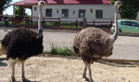 Экзопарк, г. Абинск