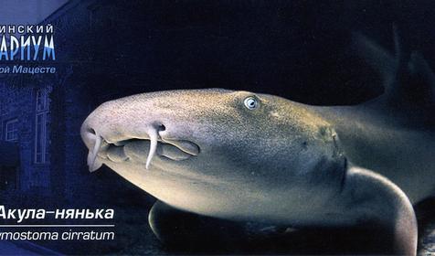Акула-нянька, Сочинский Аквариум, г. Сочи