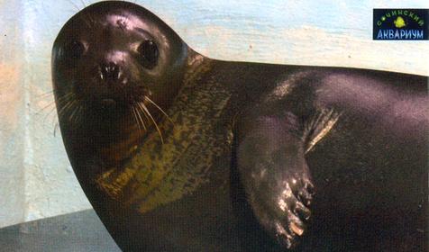 Дальневосточная нерпа, Сочинский Аквариум, г. Сочи