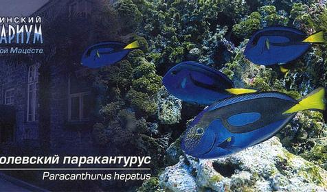 Королевский паракантурус, Сочинский Аквариум, г. Сочи