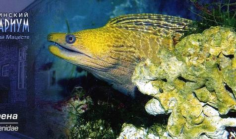 Мурена, Сочинский Аквариум, г. Сочи
