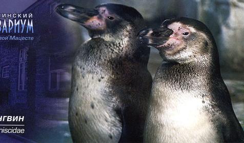 Пингвины, Сочинский Аквариум, г. Сочи