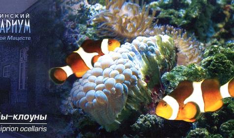 Рыба-клоун, Сочинский Аквариум, г. Сочи