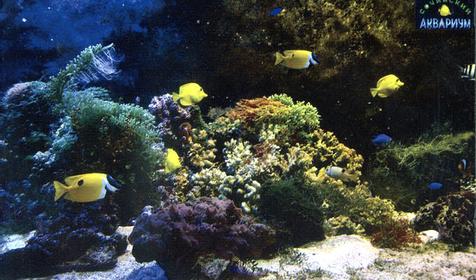 Рыба-Тропик, Сочинский Аквариум, г. Сочи