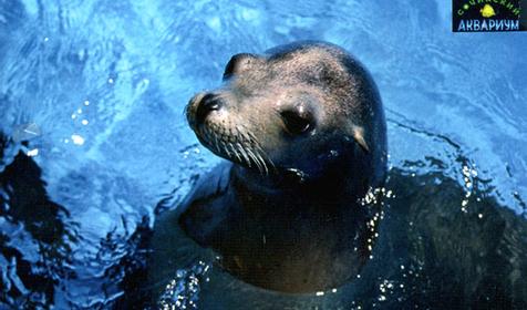 Северный морской котик, Сочинский Аквариум, г. Сочи