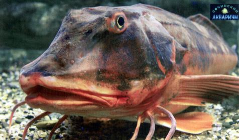 Серая Тригла или морской Петух, Сочинский Аквариум, г. Сочи