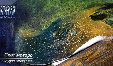 Скат моторо, Сочинский Аквариум, г. Сочи