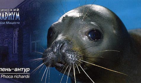 Тюлень-антур, Сочинский Аквариум, г. Сочи