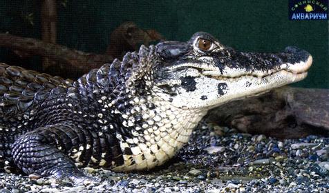 Черный кайман, Сочинский Аквариум, г. Сочи