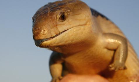 Синеязычный сцинк, Адлерский Террариум