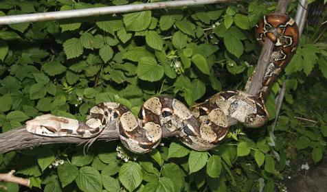 Императорский удав, Адлерский Террариум