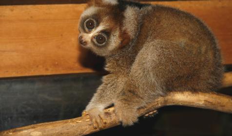 Толстый лори, Адлерский Террариум