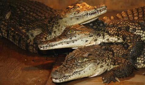 Нильский крокодил, Адлерский Террариум