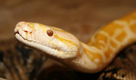 Тигровый питон альбинос, Адлерский Террариум