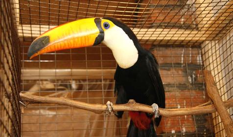 Большой тукан, Адлерский Террариум