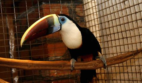 Радужный тукан, Адлерский Террариум